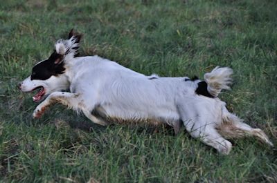 
 Working Springer Spaniel during residential training with Hextor Gundogs